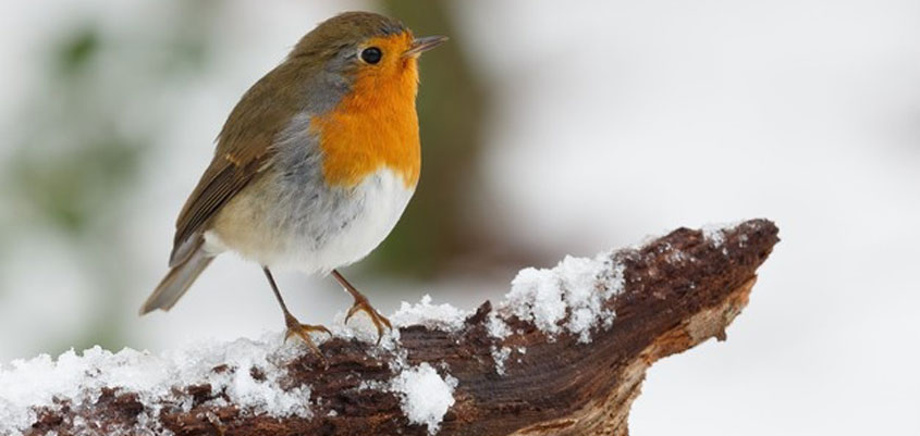 استغفار جهت رهایی از احساس گناه و رسیدن به احساس خوب